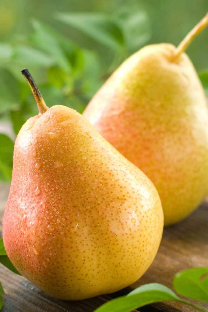 Bosc Pears Used For Chutney